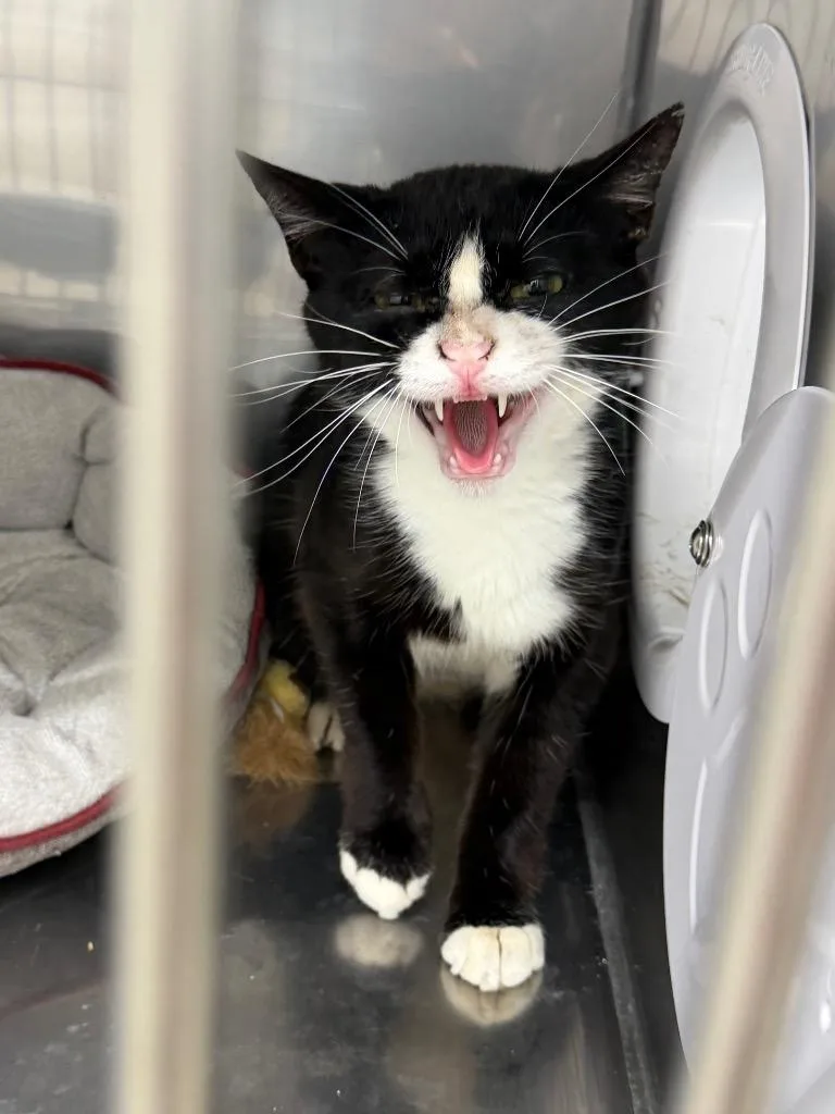 A young medium-sized female Domestic Short Hair cat named Magpie for adoption in Glenfield, NY