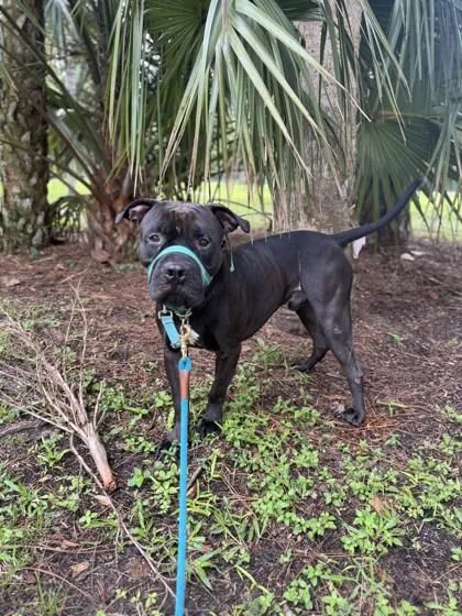 An adult large-sized male Mixed Breed dog named Dirk for adoption in Vero Beach, FL