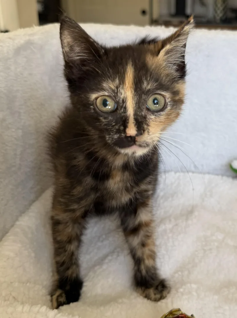 A baby medium-sized female Tortoiseshell cat named Banana for adoption in Wayne, NJ