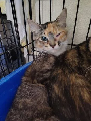 Helix Hos thumbnail 2