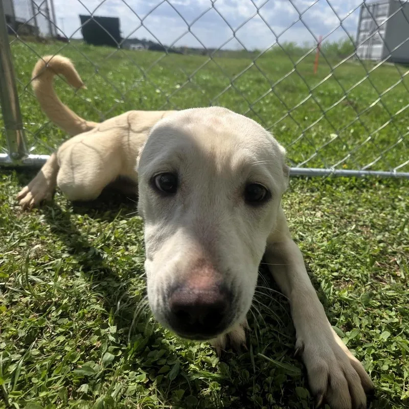 A baby medium-sized female Yellow / Tan / Blond / Fawn Yellow Labrador Retriever dog named Tundra for adoption in Anderson, TX