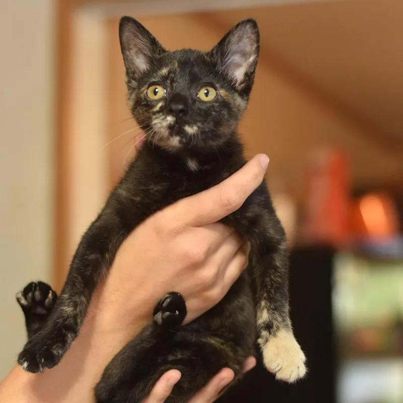 A baby small-sized female Tortoiseshell Domestic Short Hair cat named Hickory for adoption in Belleville, IL