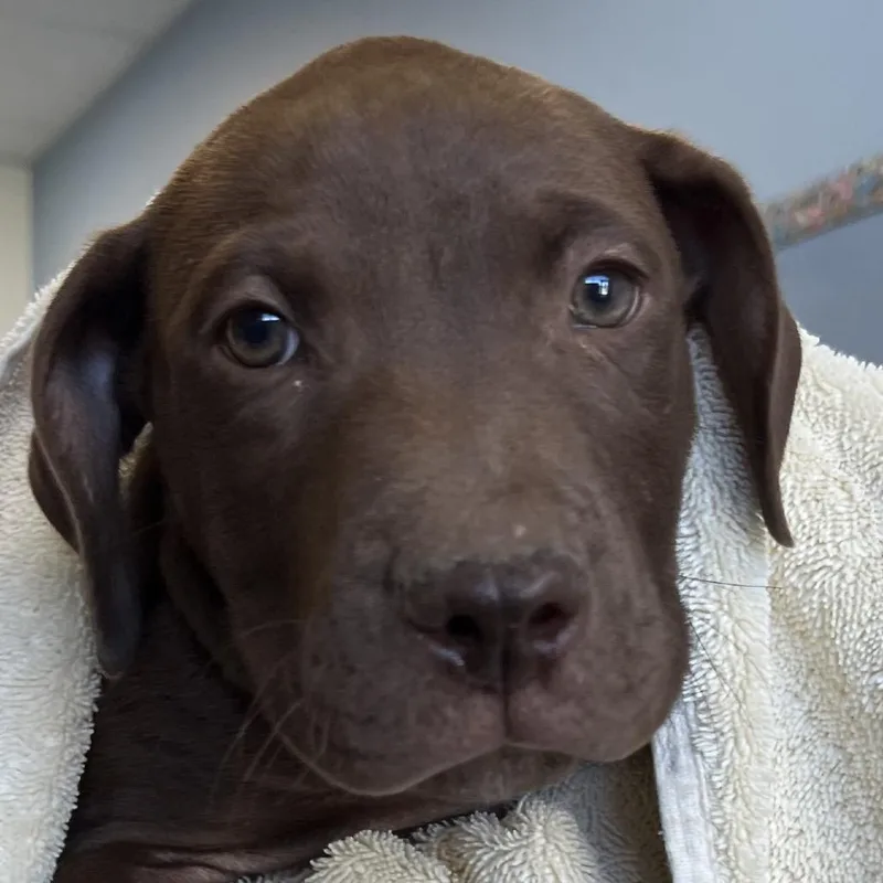 A baby small-sized male Brown / Chocolate Mixed Breed dog named Bolin for adoption in Las Cruces, NM