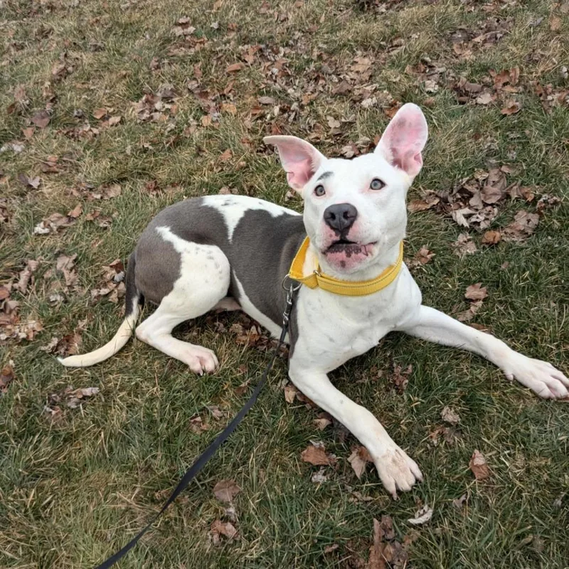 An adult medium-sized female White / Cream Pit Bull Terrier dog named Posey for adoption in Monroe, MI