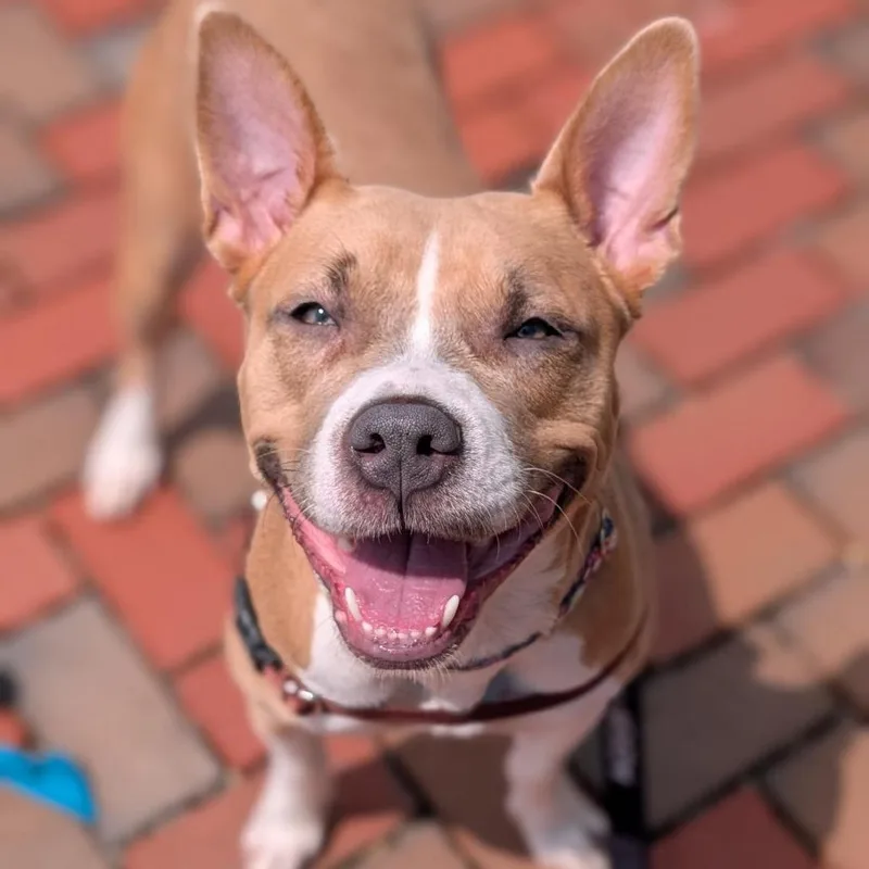 A young medium-sized female Yellow / Tan / Blond / Fawn Mixed Breed dog named Splash for adoption in Washington Township, OH