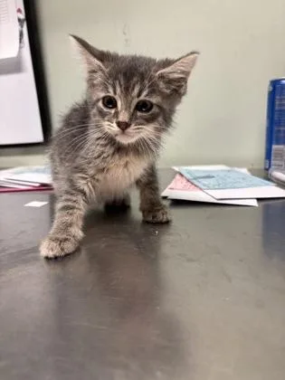 A baby medium-sized male Domestic Short Hair cat named Furrnanda for adoption in Picayune, MS