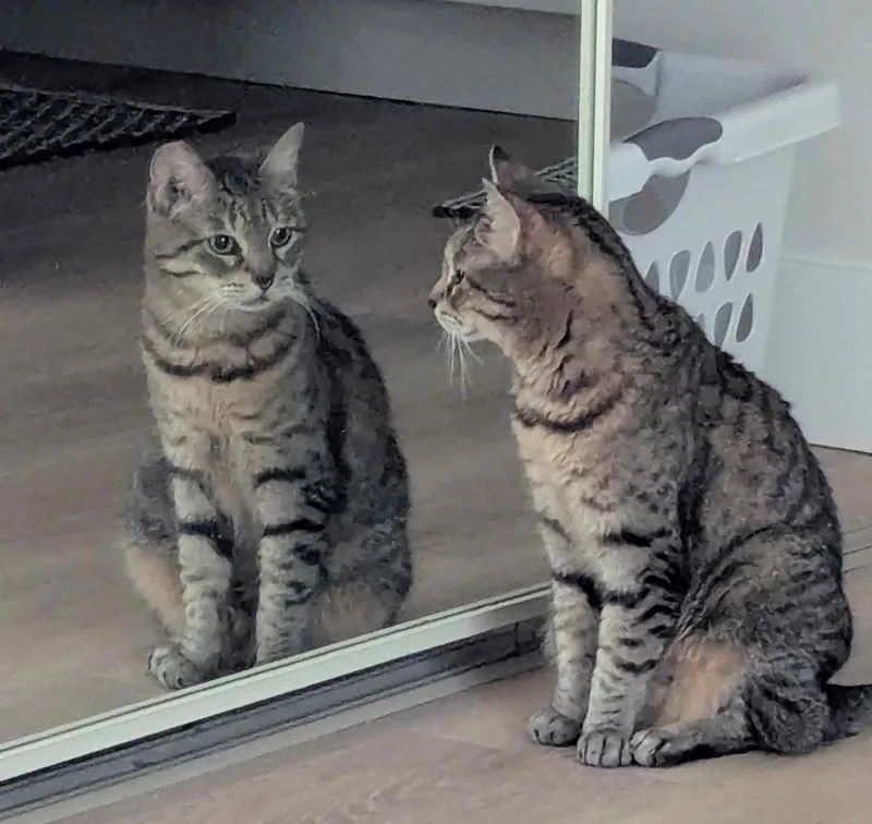 An adult medium-sized male Tabby (Brown / Chocolate) Tabby cat named Trevor for adoption in West Palm Beach, FL