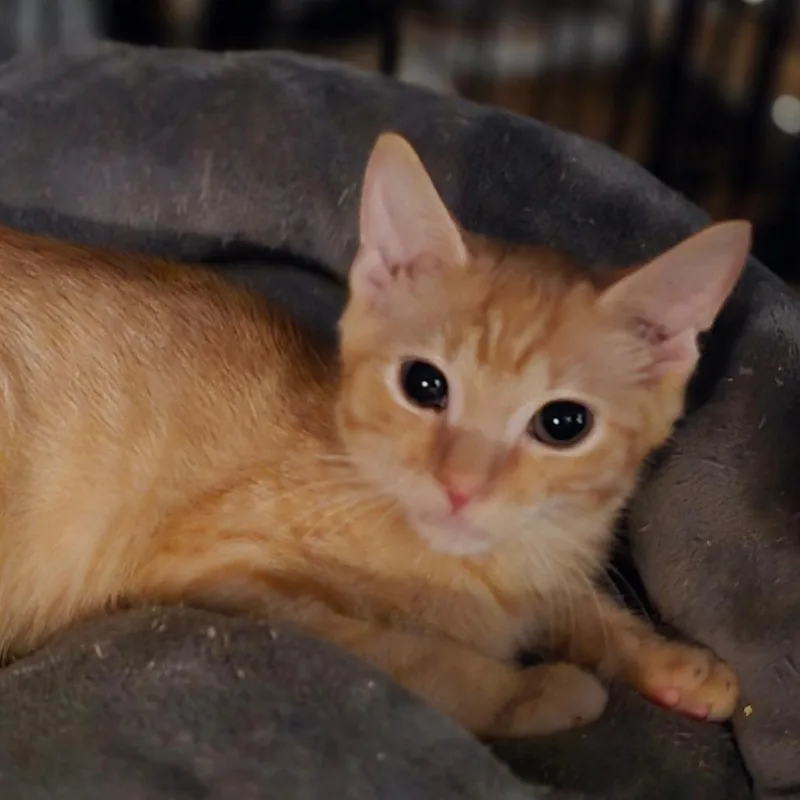 A baby small-sized male Orange / Red Domestic Short Hair cat named Finn for adoption in Grantsville, UT
