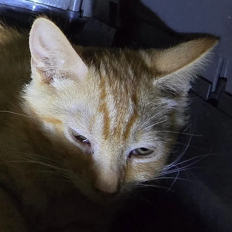 Finn thumbnail 2