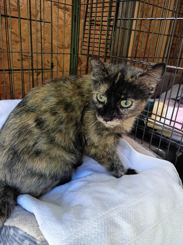 An adult small-sized female Domestic Short Hair cat named Scooby Doo for adoption in LIberty, NY