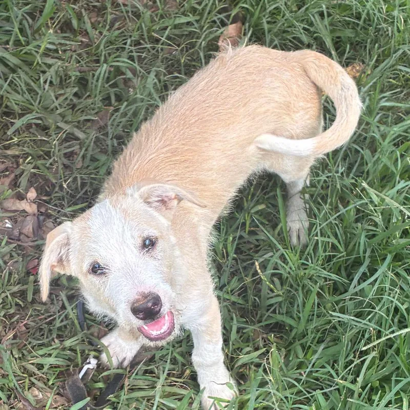 A baby medium-sized male Yellow / Tan / Blond / Fawn Terrier dog named McScruff for adoption in Montgomery, AL