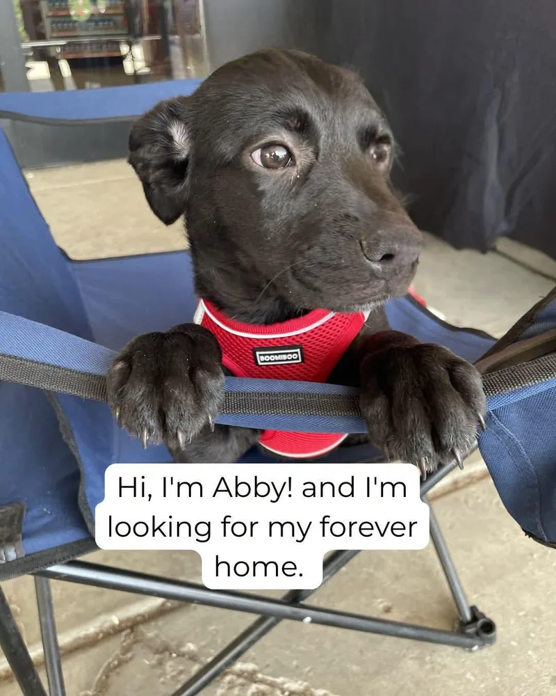 Abby thumbnail 4