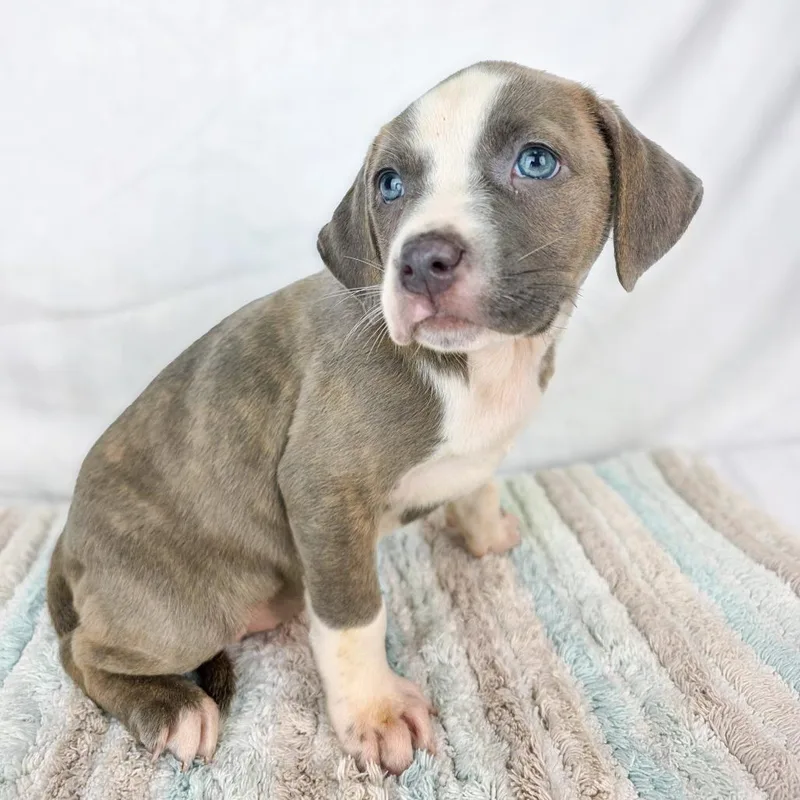 A baby small-sized female White / Cream Terrier dog named Raspberry for adoption in Lufkin, TX