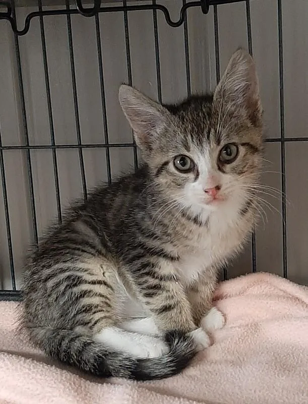 A baby medium-sized male Tabby (Brown / Chocolate) Domestic Short Hair cat named Wayne for adoption in Georgetown, OH
