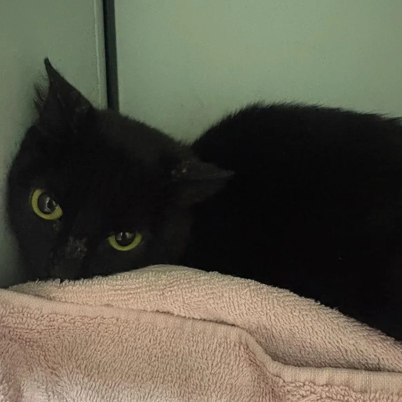 An adult medium-sized female Black Domestic Short Hair cat named Tiny for adoption in Anderson, TX