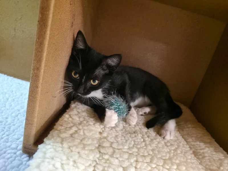A baby medium-sized female Domestic Short Hair cat named Charlotte for adoption in Greenville, DE