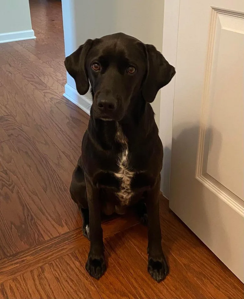 A senior medium-sized female Labrador Retriever dog named Scout for adoption in Waxhaw, NC