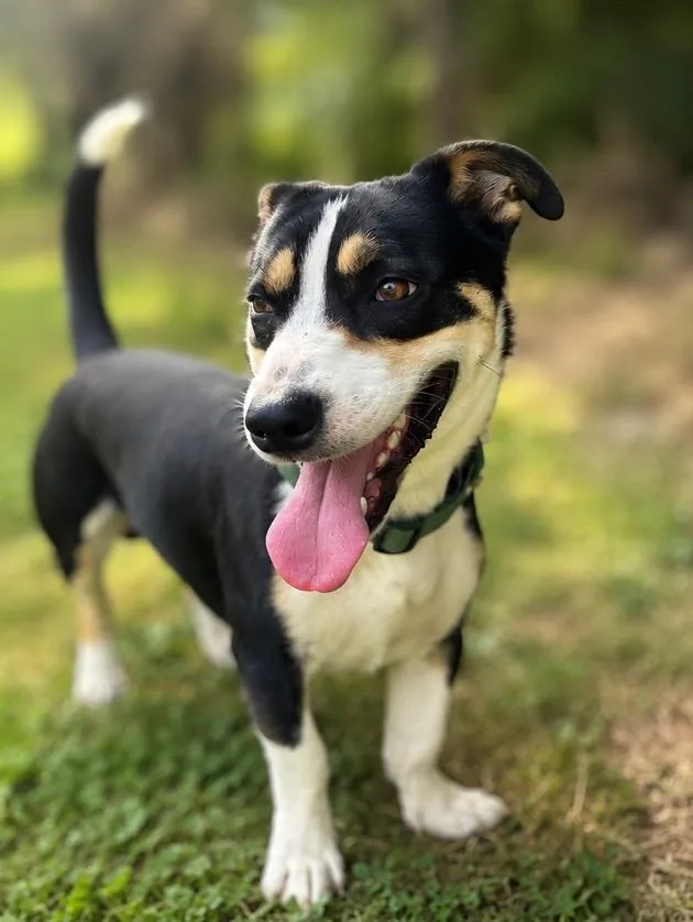A young medium-sized male Basset Hound dog named Stumpy for adoption in Russellville, KY