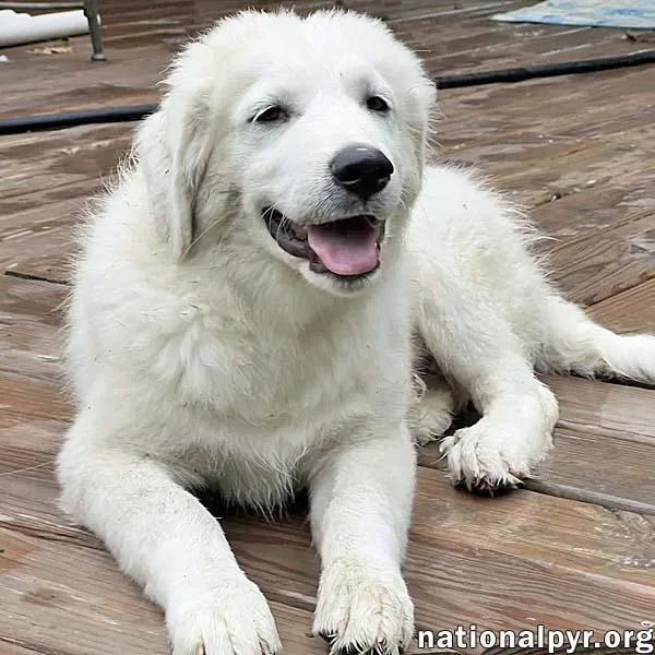 A baby large-sized male White / Cream Great Pyrenees dog named Ori in OH  for adoption in Beacon, NY