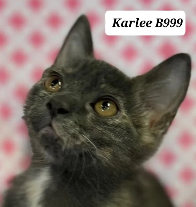 A baby medium-sized female Tortoiseshell Domestic Short Hair cat named Karlee for adoption in Morganton, NC