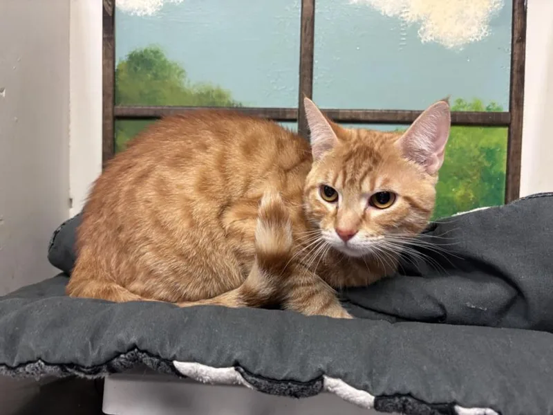 A young small-sized male Domestic Short Hair cat named Aspen for adoption in Houston, TX