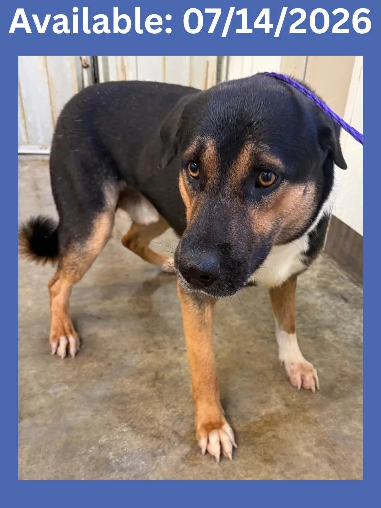 A young medium-sized male Cattle Dog dog named Dog Kennel for adoption in Greenville, TX
