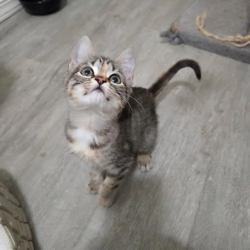 A baby medium-sized female Domestic Short Hair cat named Lena for adoption in West Richland, WA