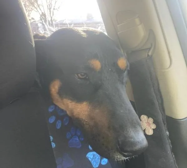 Marion's Dobie thumbnail 2