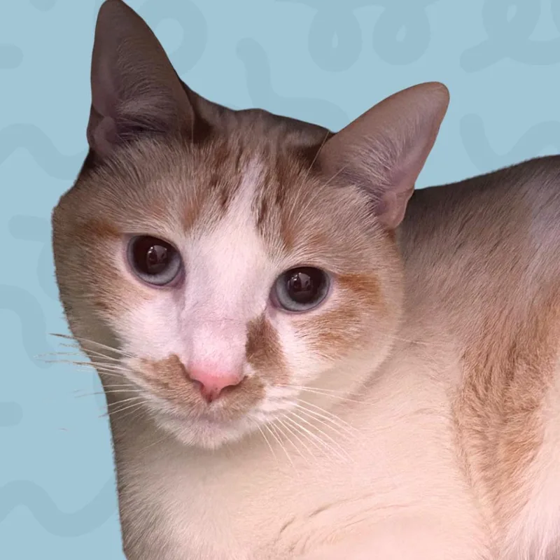 Casper thumbnail 2