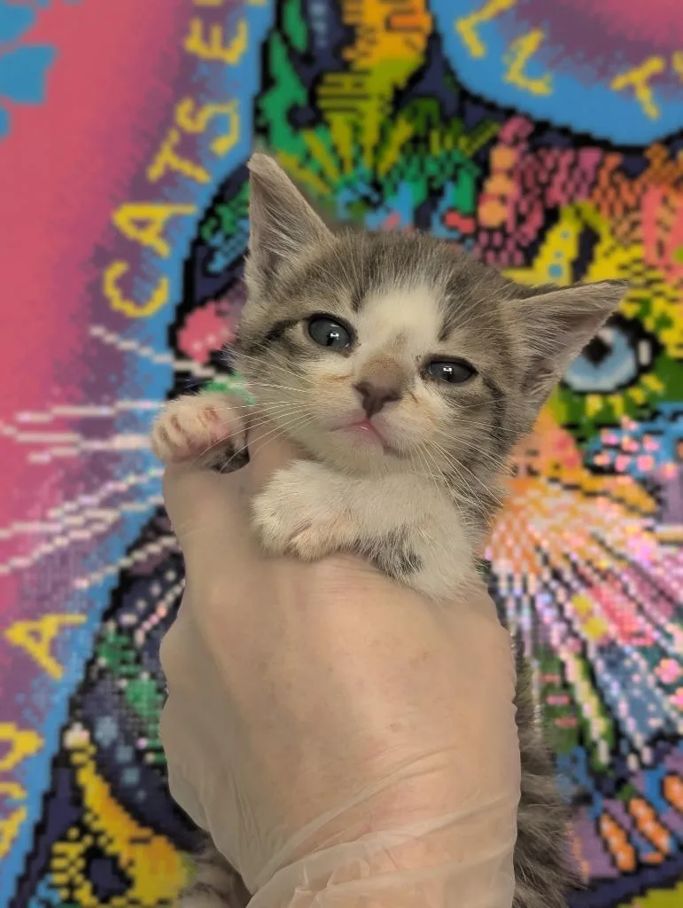 A baby medium-sized male Domestic Short Hair cat named Your Majesty  Prince for adoption in New Braunfels, TX