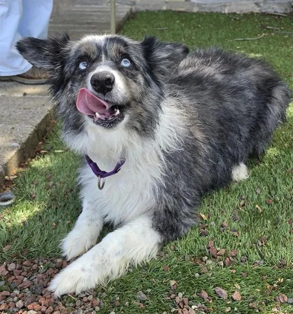 A senior large-sized female Merle (Blue) Australian Shepherd dog named Wendy for adoption in Phoenix, OR