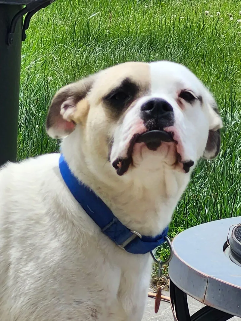 A young medium-sized male White / Cream Boxer dog named Cheeto for adoption in Manhattan, KS