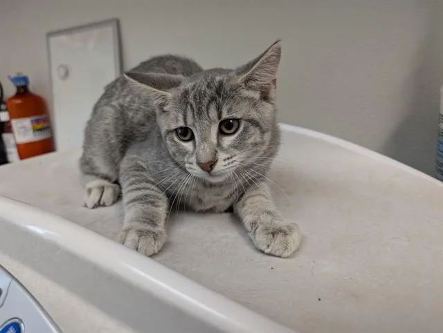 A baby small-sized female Domestic Short Hair cat named Trail for adoption in Antioch, CA