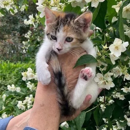 A baby small-sized female Calico Domestic Short Hair cat named Pistachio for adoption in Enfield, NH