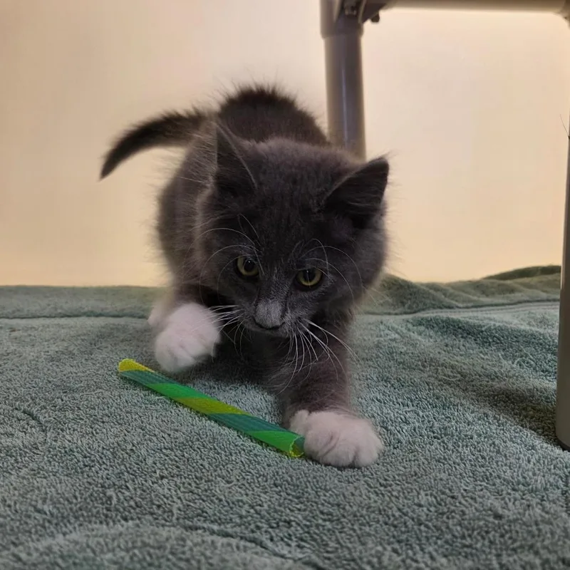 A baby small-sized male Gray / Blue / Silver Domestic Medium Hair cat named Foggy for adoption in Harrisonburg, VA