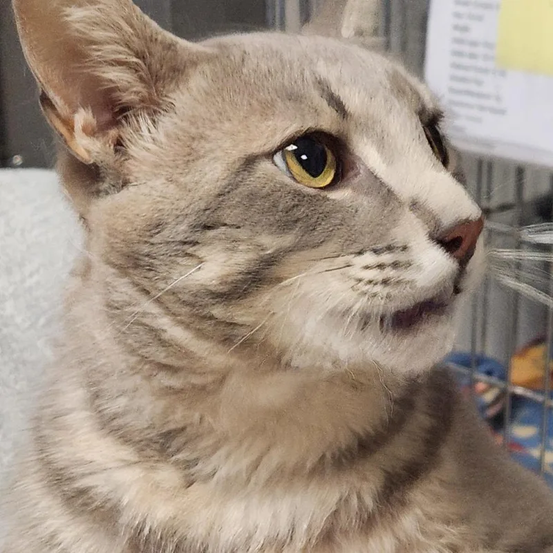 A young small-sized male Gray / Blue / Silver Domestic Short Hair cat named Sterling K for adoption in Corsicana, TX