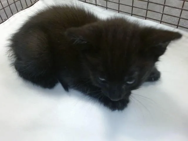 A baby small-sized male Domestic Short Hair cat named Milo for adoption in Miami, FL