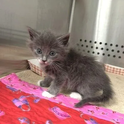 A baby small-sized male Domestic Medium Hair cat named Catten America for adoption in Indianapolis, IN