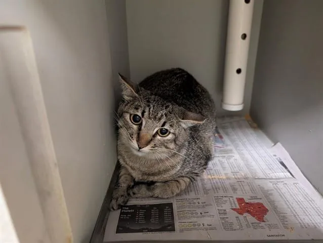 A young small-sized female Domestic Short Hair cat named Brownie for adoption in Garland, TX