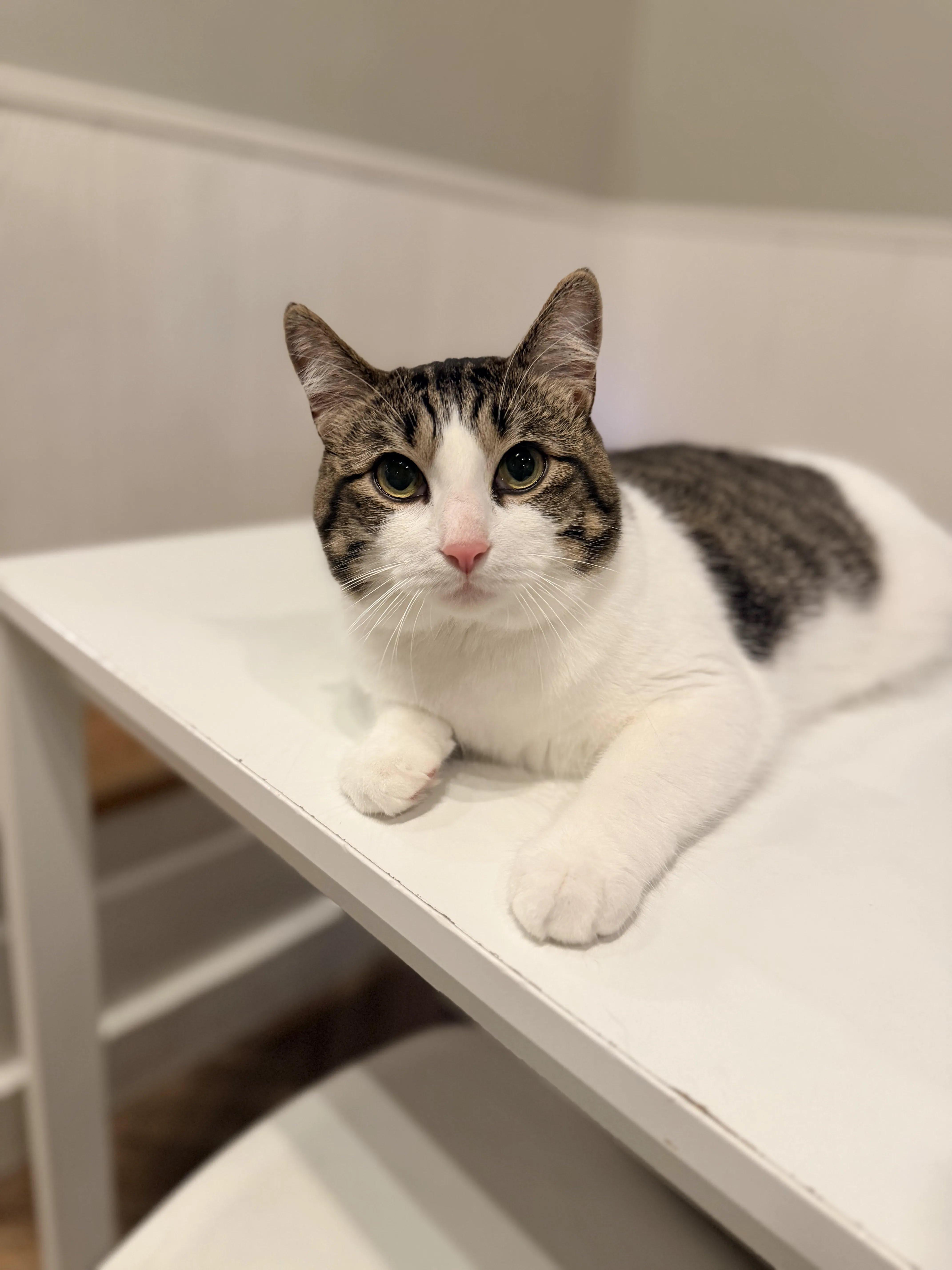 A young medium-sized male Brown / Chocolate Domestic Short Hair cat named Texas Toast for adoption in Dayton, OH