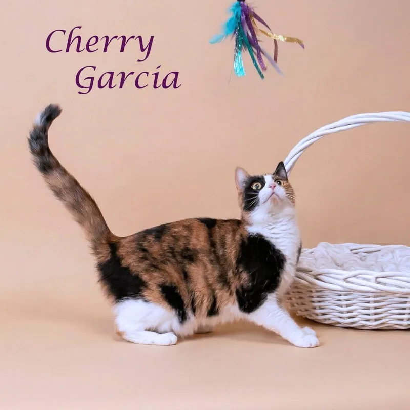 An adult medium-sized female Calico Domestic Short Hair cat named Cherry Garcia C for adoption in Lebanon, TN