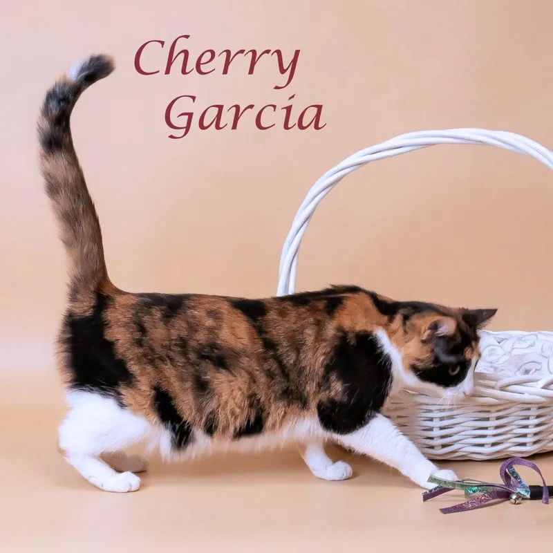 Cherry Garcia C thumbnail 2
