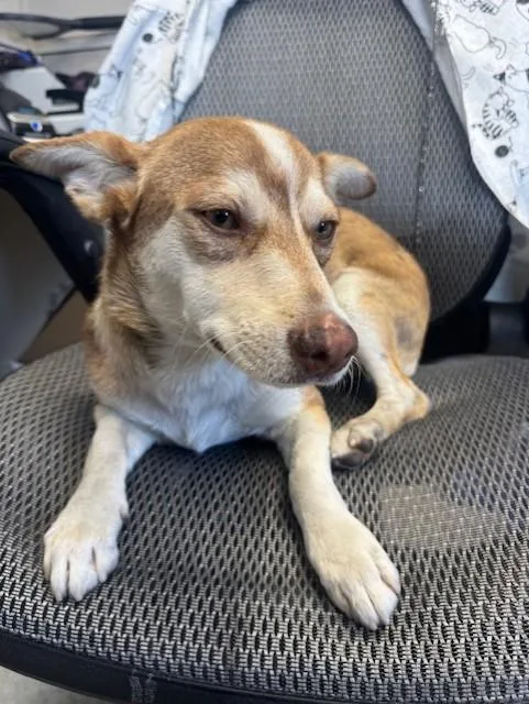 A young small-sized male Siberian Husky dog named Leonard for adoption in Stockton, CA
