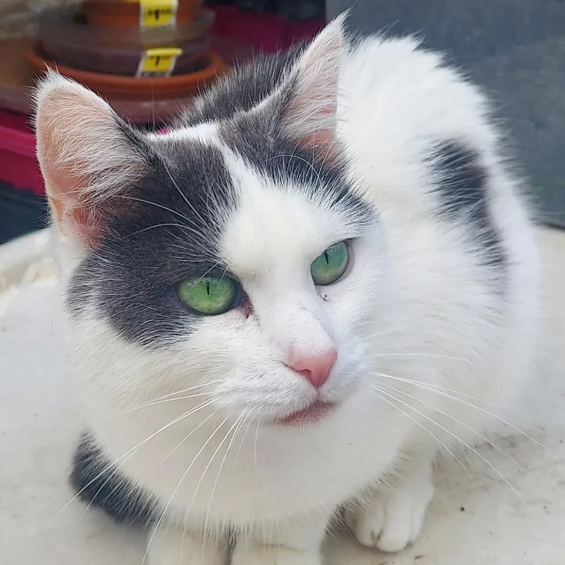 An adult small-sized female White American Shorthair cat named Luna for adoption in Novelty, OH