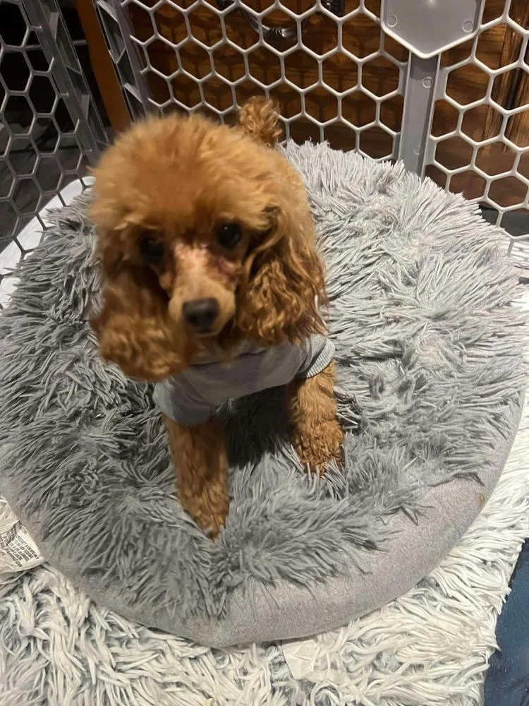 An adult small-sized male Red / Chestnut / Orange Poodle dog named Poodle Toy Fiyero for adoption in Omaha, NE