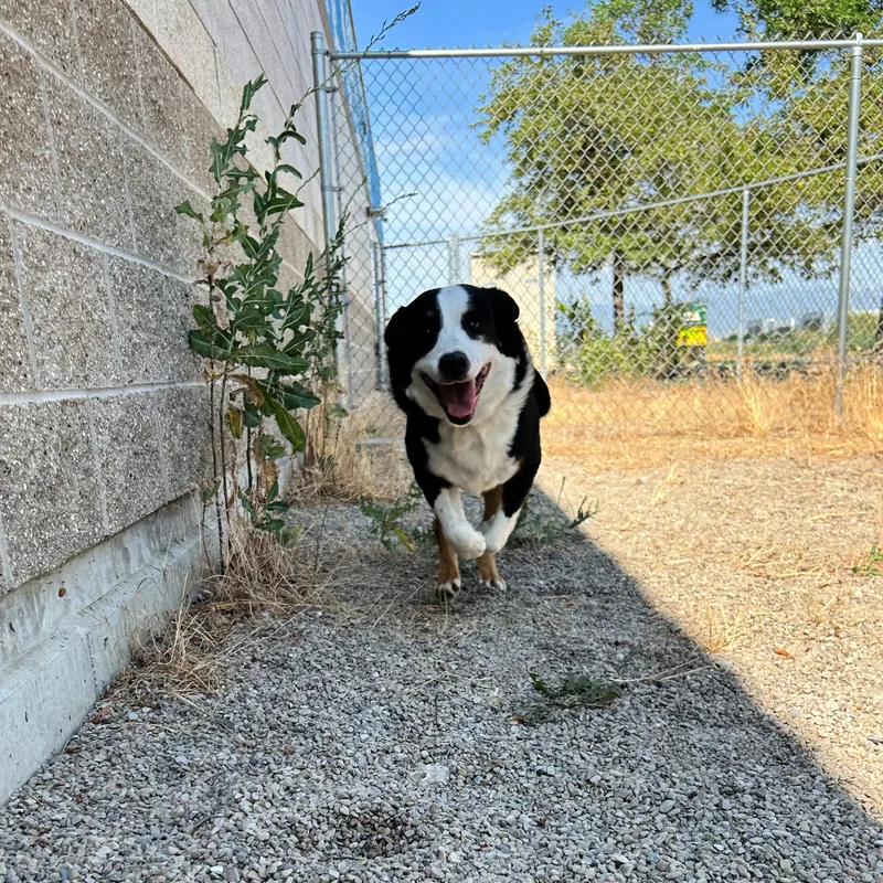 An adult medium-sized female Tricolor (Brown, Black, & White) Cattle Dog dog named Bailey for adoption in Lindon, UT