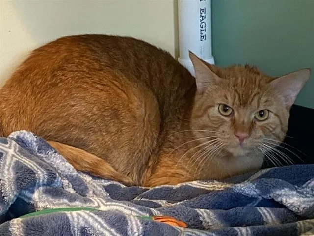 An adult medium-sized male Domestic Short Hair cat named Ferb for adoption in Tustin, CA
