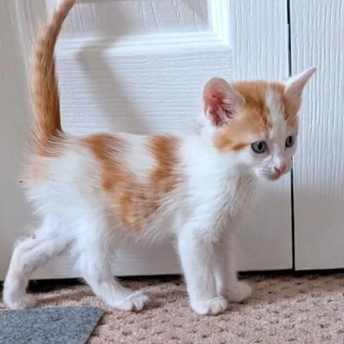 A baby small-sized male White Domestic Short Hair cat named Garfunkel for adoption in Brownsboro, AL