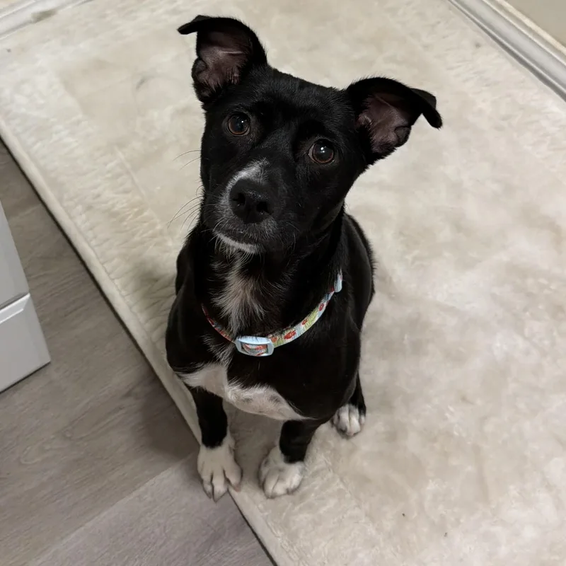 A young small-sized female Chihuahua dog named Sydney for adoption in San Diego, CA