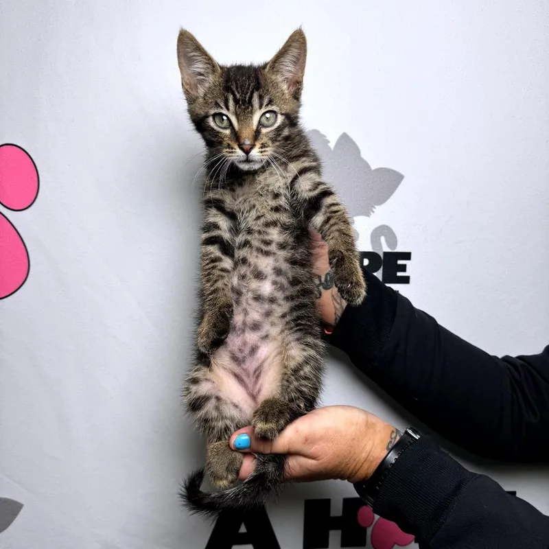 A baby small-sized male Brown / Chocolate American Shorthair cat named PennyWise for adoption in Milton, FL